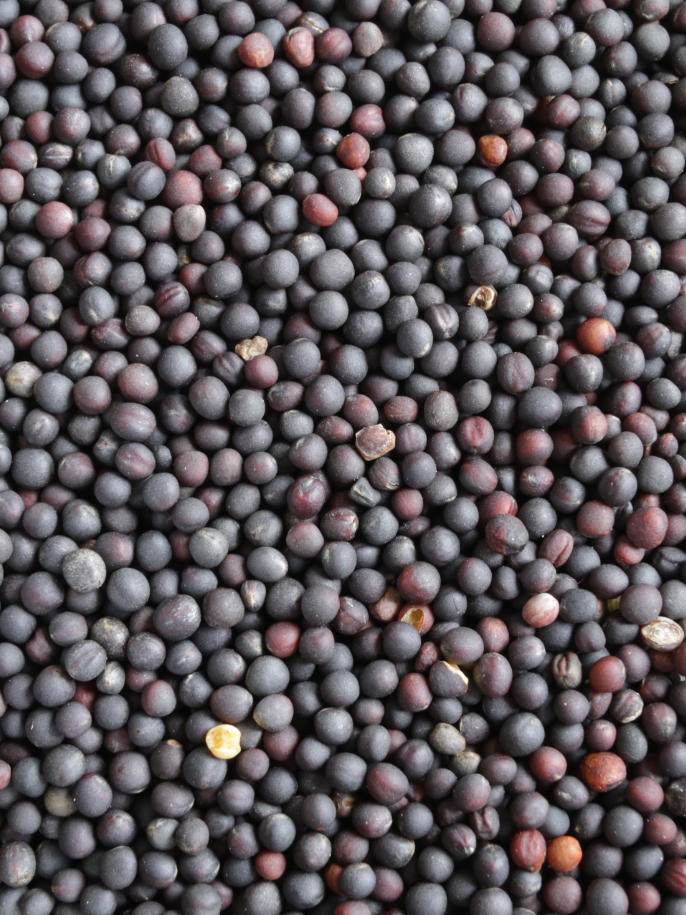 CANOLA SEED