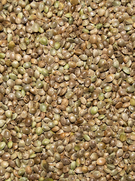 hemp plant seeds for sale HEMP SEED 4.5 lb (three pack of 1.5 lb)
