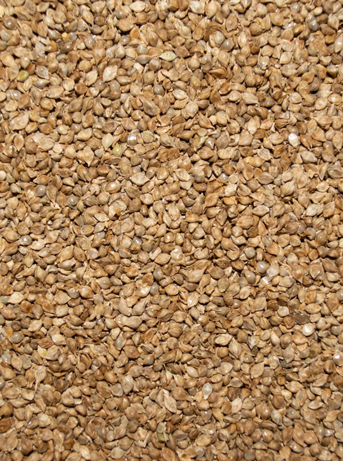 ☆millet☆ JAPANESE MILLET SEED – Morning Bird Products