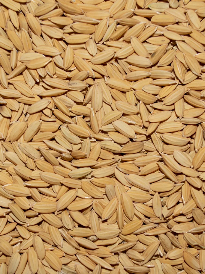 PADDY RICE – Morning Bird Products