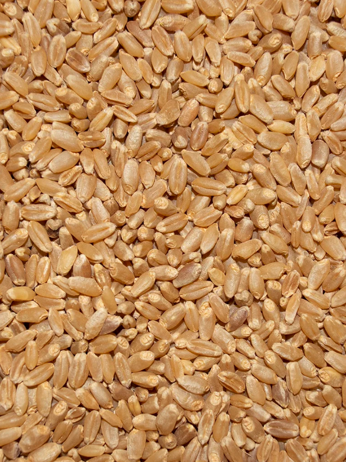 RECLEANED WHEAT – Morning Bird Products