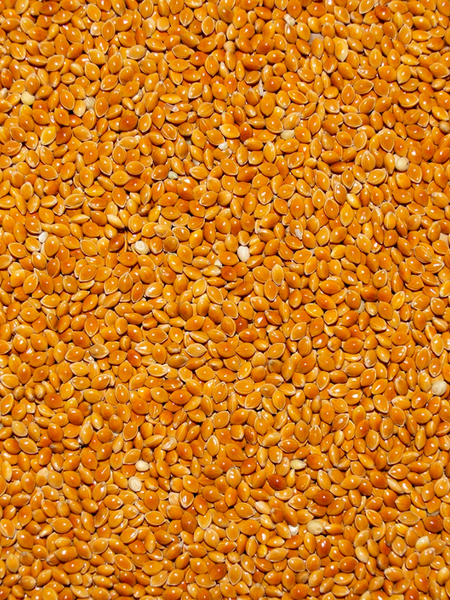RED PROSO MILLET SEED